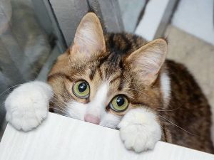 Mơ thấy mèo bị tật là điềm báo gì, đánh con nào để trúng?