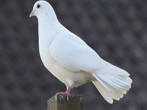 Mơ thấy chim bồ câu đánh con gì dễ trúng