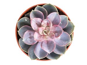 Tuổi Canh Ngọ hợp cây gì theo phong thủy mang đến tài lộc, may mắn?