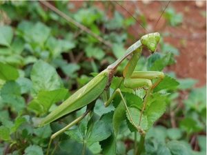 Mơ thấy bọ ngựa nên đánh con gì? Mơ thấy bọ ngựa là tốt hay xấu