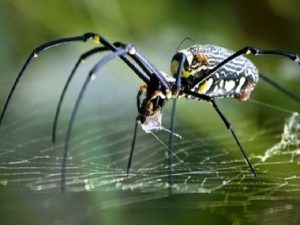 Gặp nhện là điềm báo gì? Hên hay xui