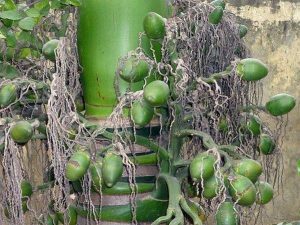 Mơ thấy buồng cau mang ý nghĩa gì, đánh con gì?