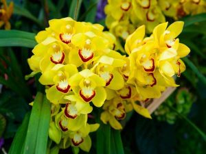 Phân tích ý nghĩa giấc mơ thấy hoa lan đánh con gì?