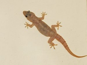 Nằm Mơ thấy Thằn Lằn đánh số mấy? Là điềm báo gì?