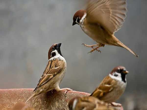 Chiêm bao thấy bắt được chim nên đánh con gì?