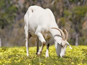 Con dê số mấy? Nằm mơ thấy dê báo hiệu điềm tốt hay xấu?