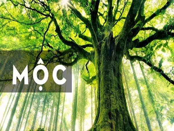 Đặc điểm của người mệnh Mộc
