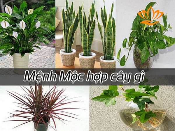 Mệnh mộc hợp cây gì để bàn làm việc may mắn và tài lộc
