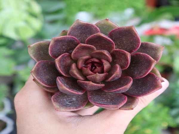 Mệnh Thổ hợp cây gì bàn làm việc: Hoa Sen đá