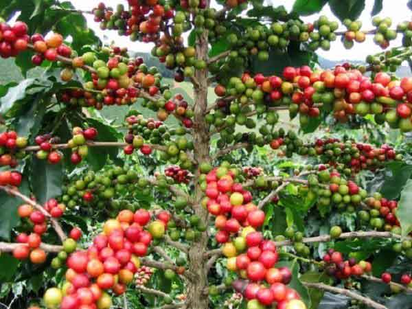 Cây cà phê thuộc loại cây thu hút âm khí
