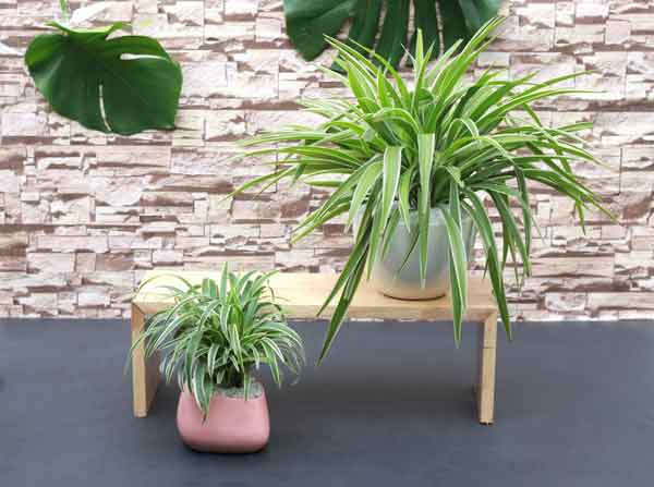 Cỏ Lan Chi rất hợp với mệnh Thủy