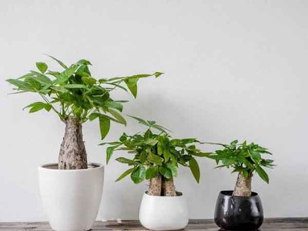 Mệnh Thủy nên trồng cây gì trước nhà chuẩn phong thủy?